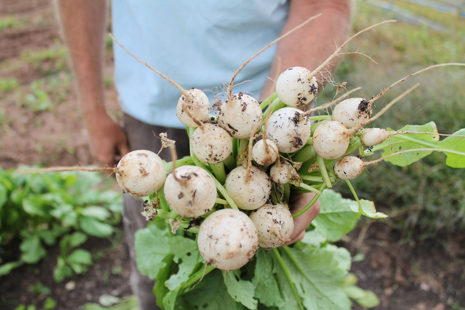 A grower in the field holding a freshly pulled bunch of soil-dusted turnips.